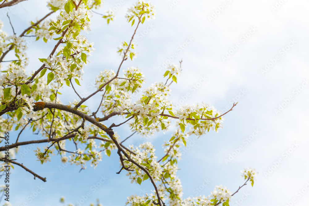 Cherry blossoms over blurred nature background Cherry blossoms over blurred nature background