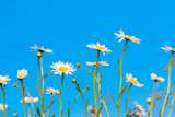 camomile daisy flowers against the blue sky