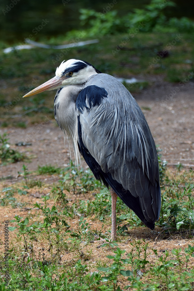 Fototapeta premium Grey heron (Ardea cinerea). Close up vertical image.