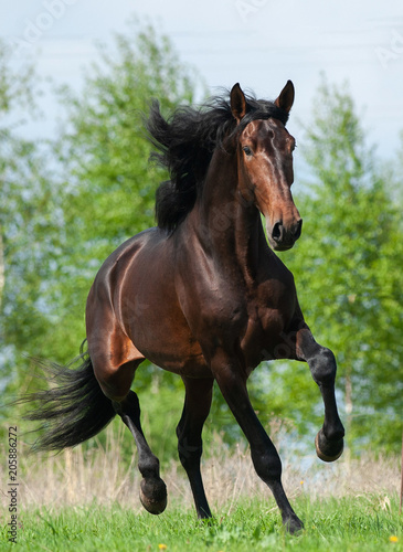 Fototapeta Naklejka Na Ścianę i Meble -  Andalusian stallion in summer