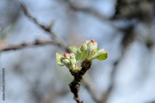 Flower buds on a branch of an appletree close up © Talulla