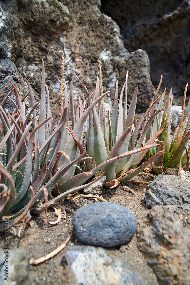 Aloe bushes in the wild. The thicket of the healing plant is aloe vera. A  prickly