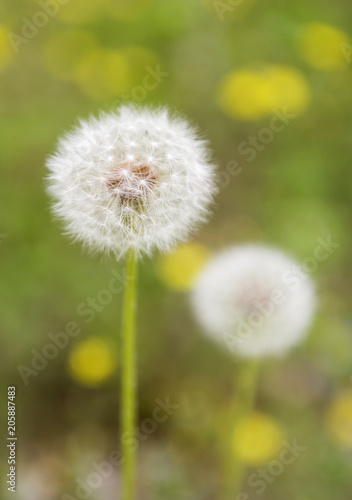 Beautiful dandelions