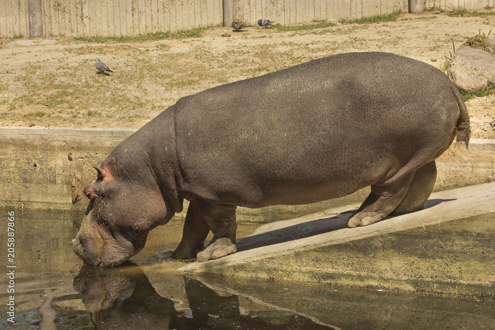 Common hippopotamus (Hippopotamus amphibius). Common hippopotamus (Hippopotamus amphibius).