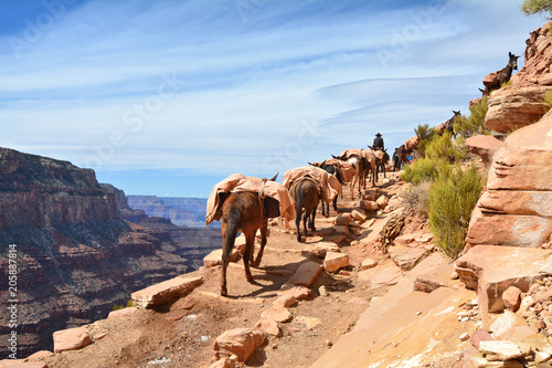 Mule pack train in Grand Canyon