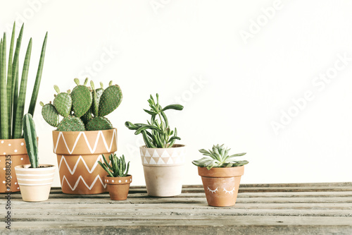 Stylish compostion of home garden filled a lot of cacti and succulent on wooden table. White background wall with copy space for slogan. 
