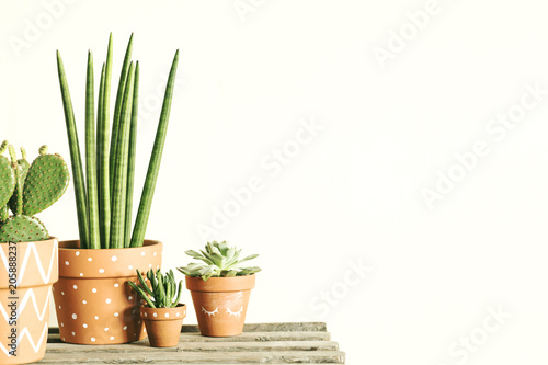 Close up of modern interior filled a lot of plants on the wooden table. White background wall with copy space. 