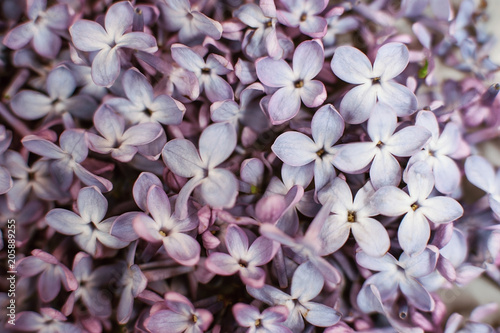 macro view of flower lilac. A beautiful bunch of lilac closeup. Bush Bloom. flowers in the garden. Soft selective focus.