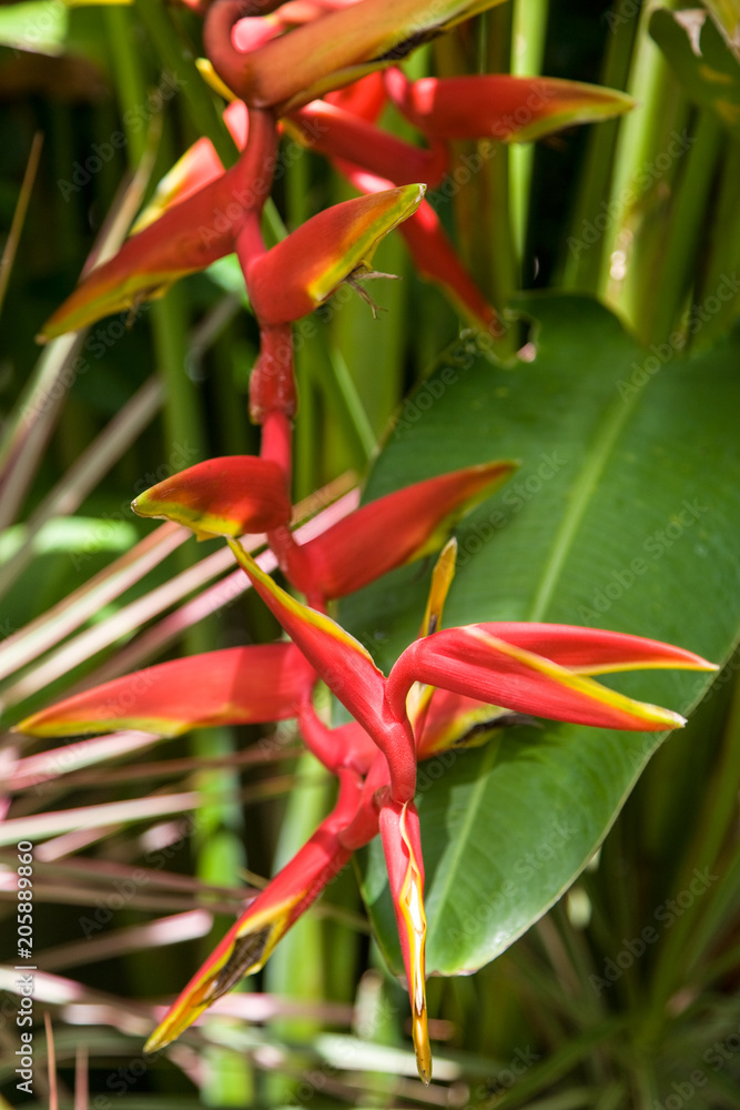 Obraz premium Tropical flowers from Bali Island Macro photography