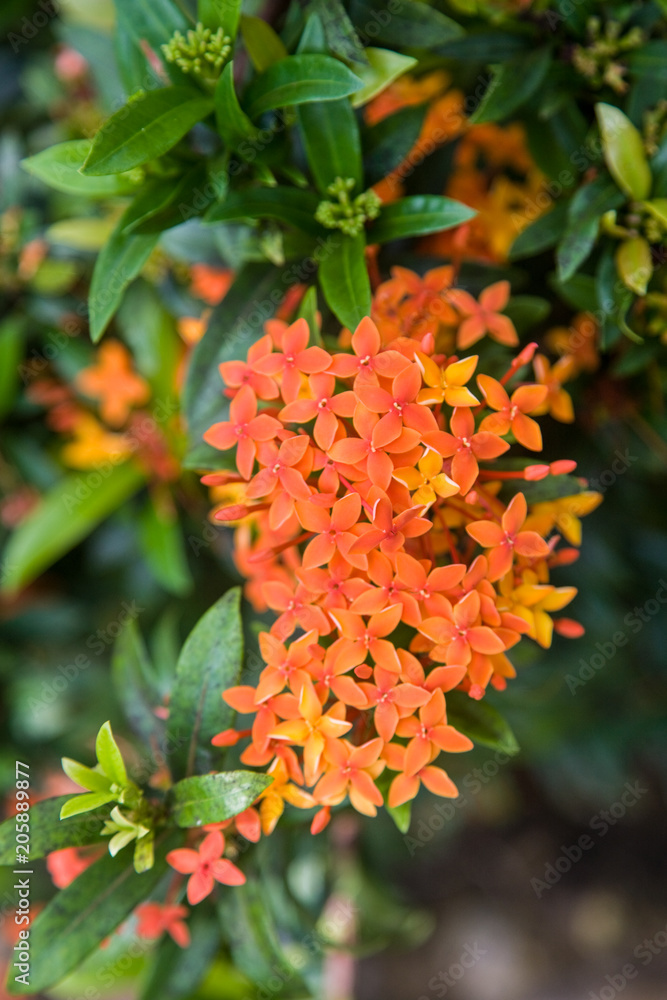 Tropical flowers from Bali Island Macro photography