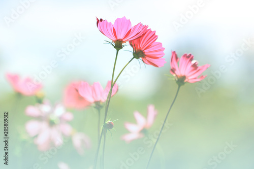 Soft focus of pink cosmos flower on pastel color style for background © Monthira