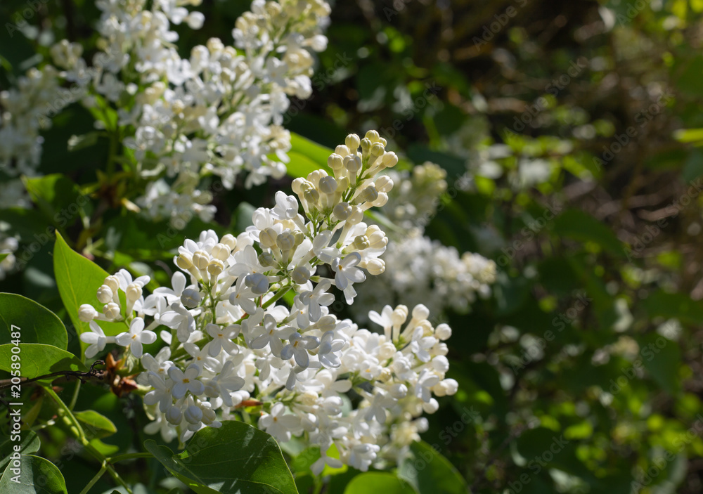 Beautiful white syringa vulgaris blooming in summer. Beautiful white syringa vulgaris blooming in summer.