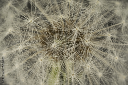 closeup of a dandelion blowball