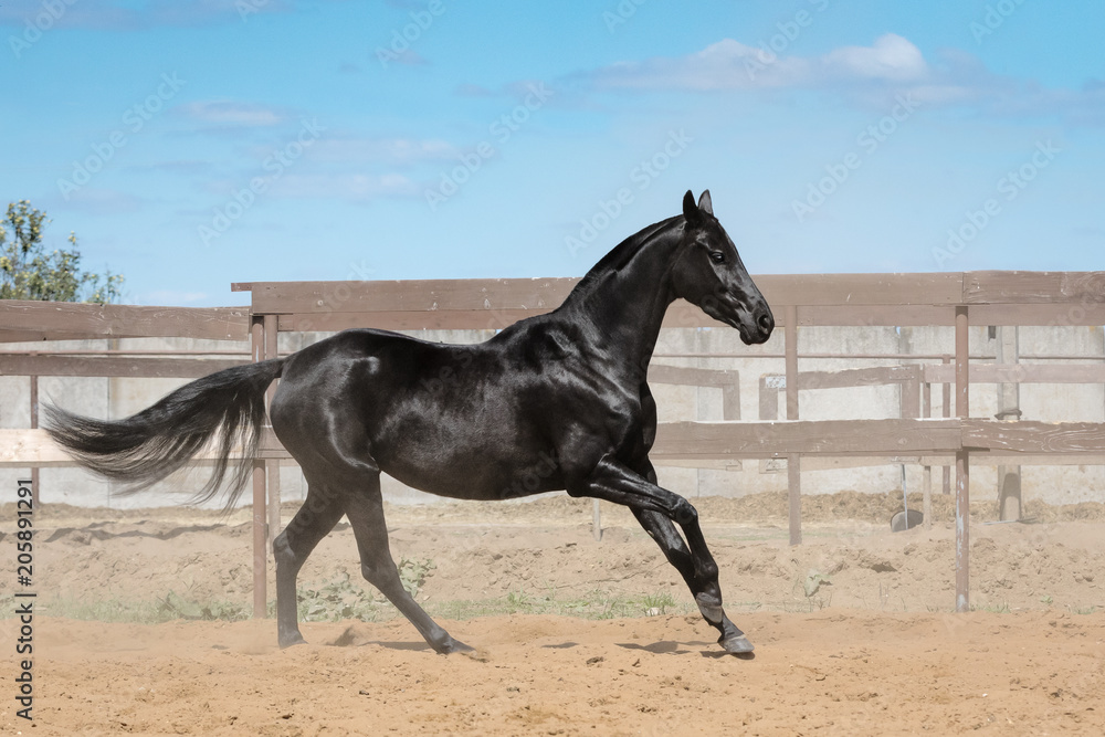 Black horse running on the sand in the summer, on blue sky background Black horse running on the sand in the summer, on blue sky background