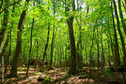 Oita s primary forest Kurotake