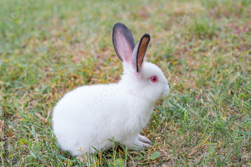 fluffy white rabbit with red eyes, playing on the green grass