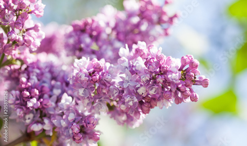 Blossoming Syringa lilacs bush. Beautiful springtime floral background with bunch of violet purple flowers. lilac blooming plants background. soft focus photo
