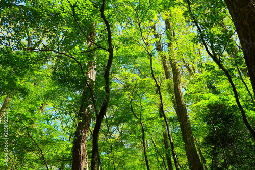 Oita's primary forest Kurotake