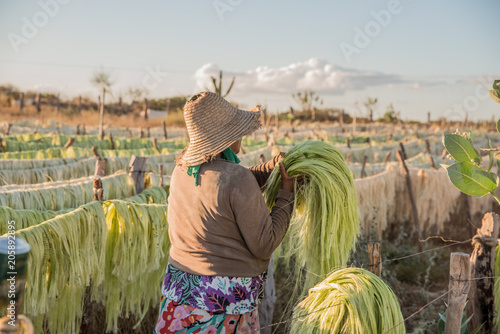 Produção de sisal