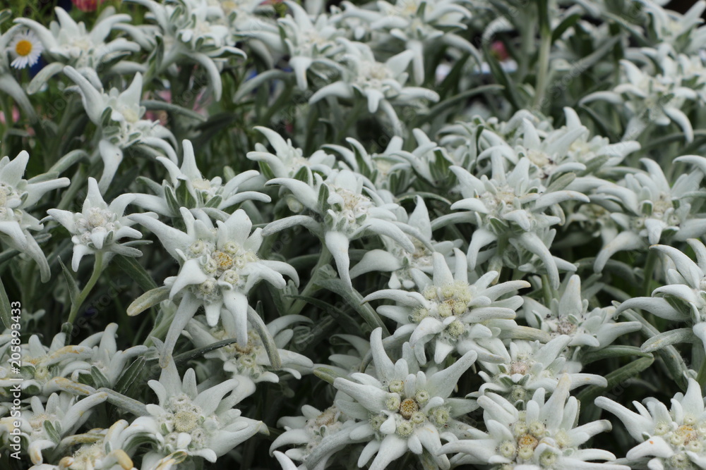 edelweiss