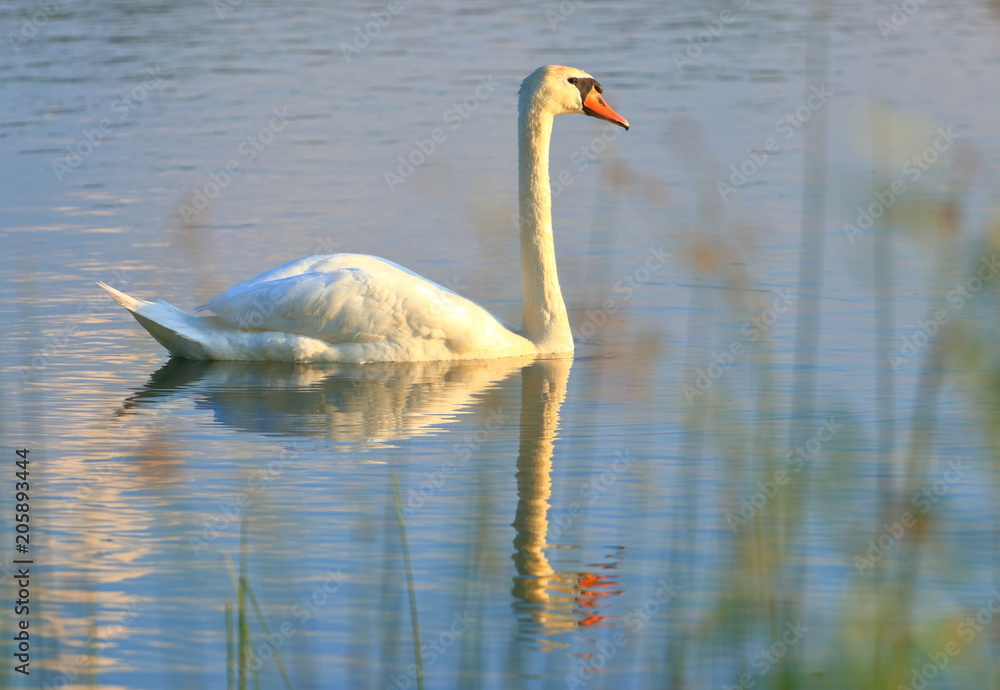 Fototapeta premium Swan on lake at sunset 