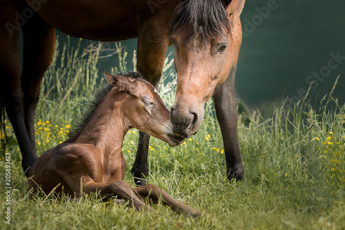 Tapety artystyczne Fohlen mit Mutter