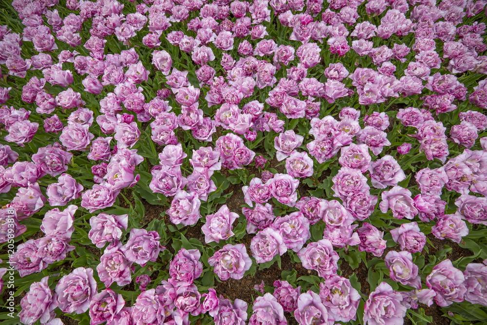Flowers in field from top Flowers in field from top
