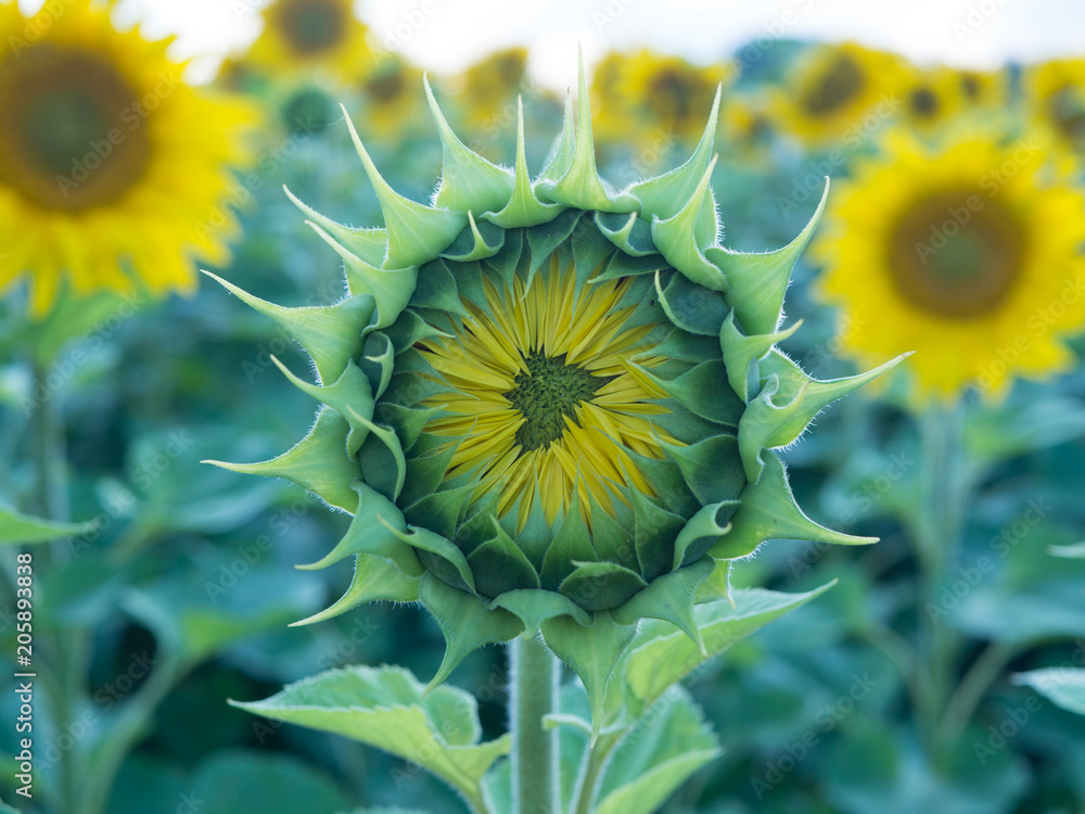 Obraz premium symmetric sunflower bud, blue-green colors, close up