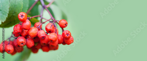 Fotografija Mountain rowan ash branch berries on green background
