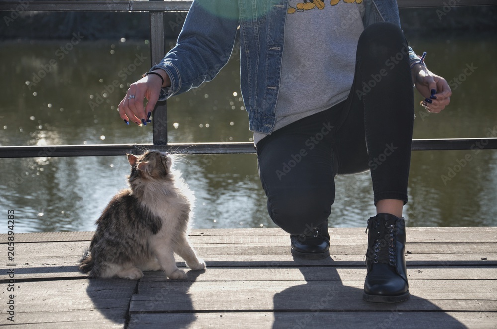 cat on the dock