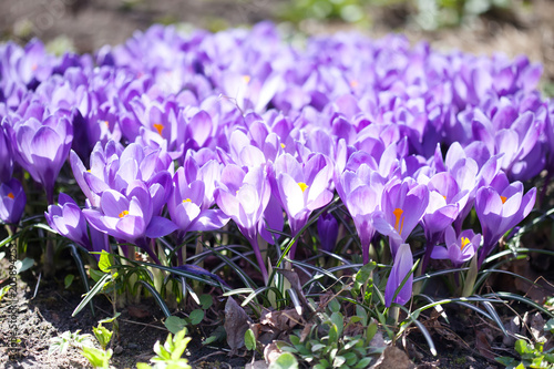 Blooming purple crocuses on a spring sunny day. Photo of plants with violet petals, selective focus