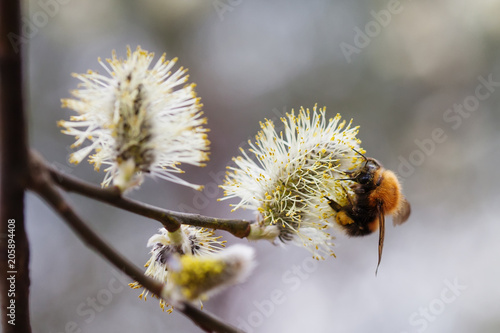 Bumblebee pollinates the willow branch with the first buds flowers. Beautiful spring time garden scene. Macro view selective focus, blurred background