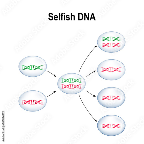 Canvas Print Selfish Gene. Cells with normal DNA and Selfish DNA