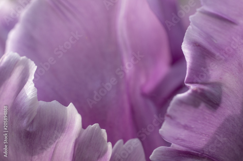 Fototapeta Naklejka Na Ścianę i Meble -  Flower background petals purple tulip close-up
