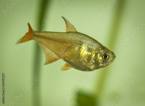 Serpae Tetra in freshwater aquarium
