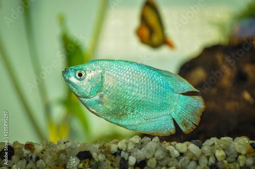 Dwarf gourami (Colisa lalia) in freshwater aquarium