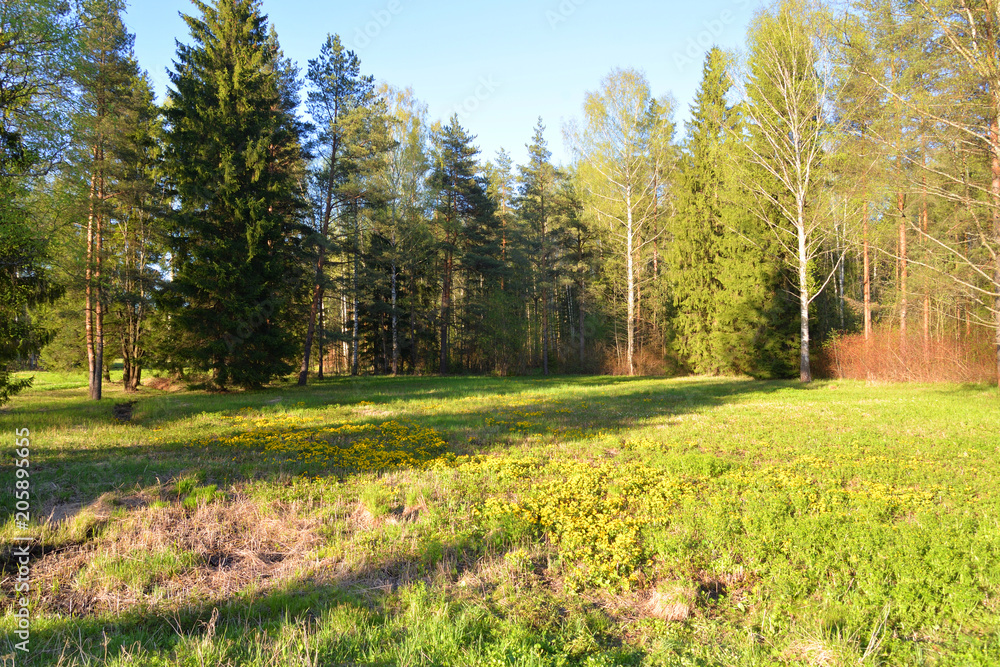 Obraz premium Landscape in the park in spring.