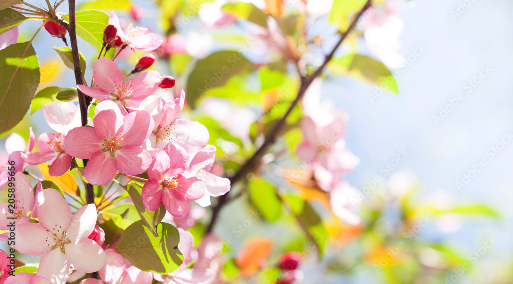 Beautiful spring floral nature landscape. Blossoming fruit tree branch in the garden, pink petal flowers in the rays of sunlight. Soft focus, beautiful bokeh. Copy space