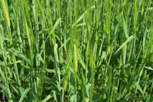 Wheat field