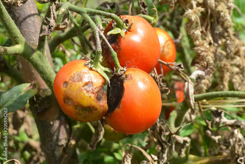 Tomatoes get sick by late blight. Close up on Phytophthora infestans is an oomycete that causes the serious tomatoes disease known as potato blight. photo
