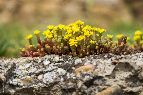 Wild little yellow flower on stones