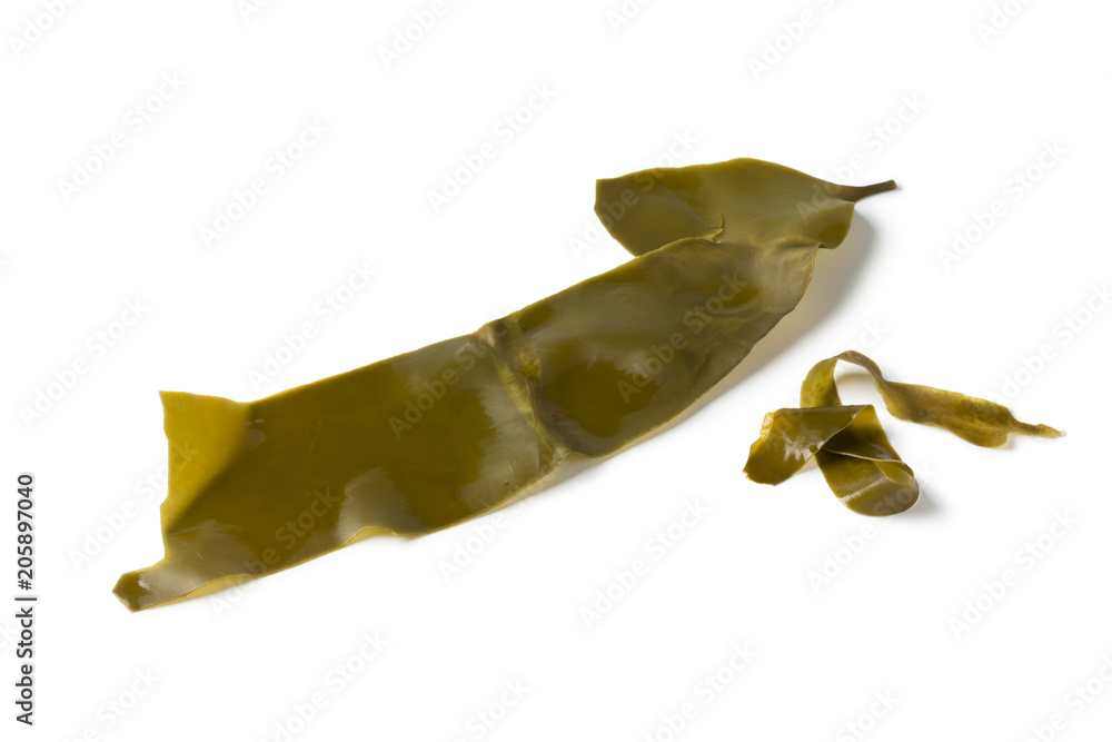 Fototapeta premium Leaf of Japanese kombu soaked seaweed