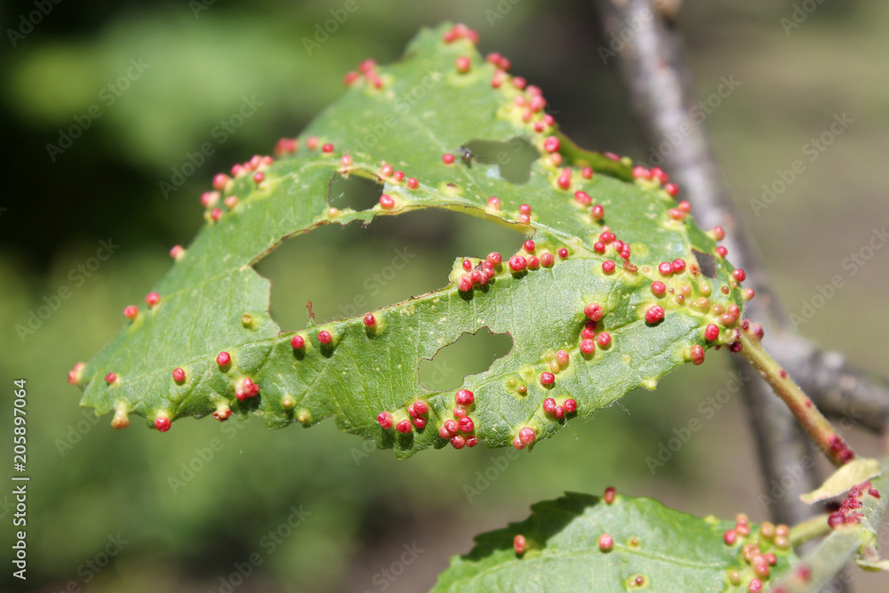 Red alder vein angle gall or Eriophyes laevis on green leaf of grey alder Red alder vein angle gall or Eriophyes laevis on green leaf of grey alder