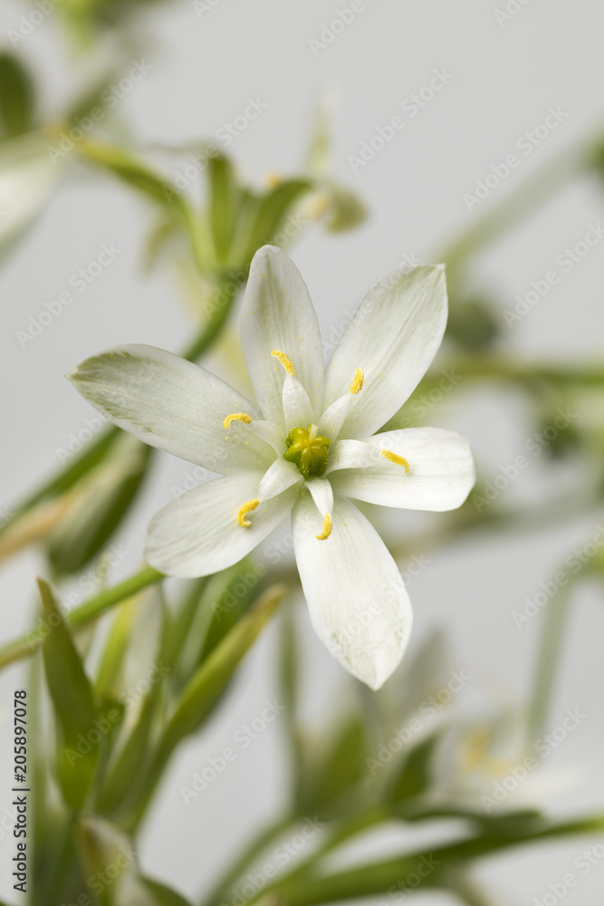 Fresh white wood anemone Fresh white wood anemone