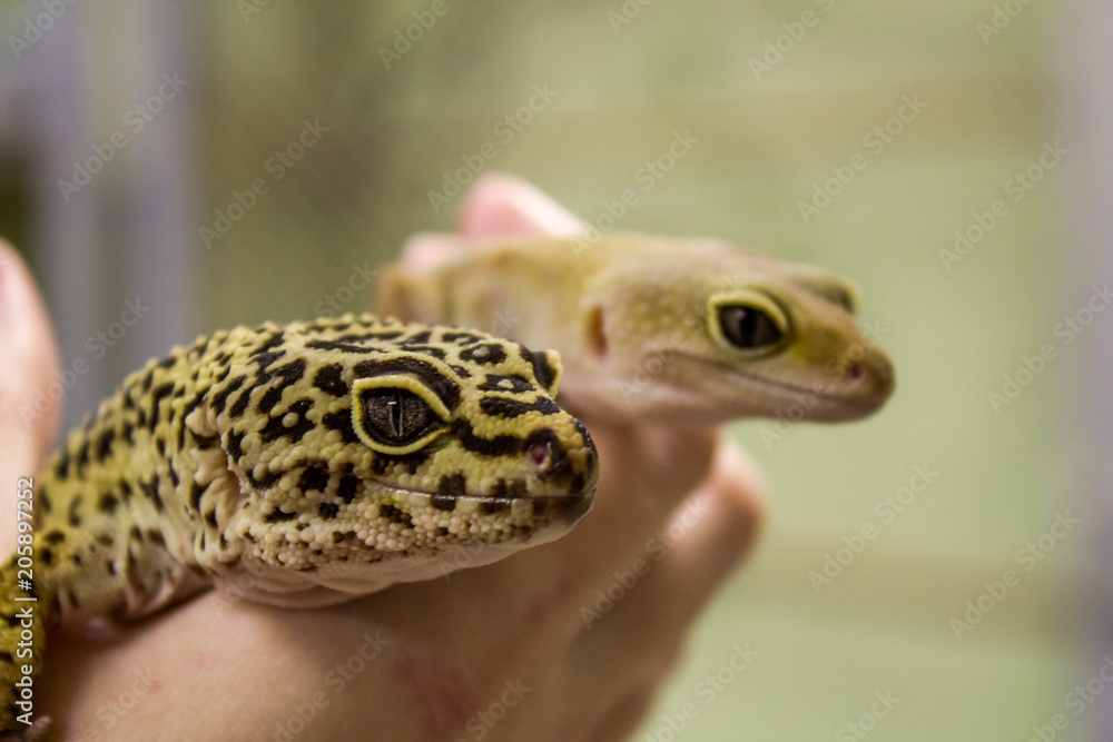 Leopard gecko lizard, close up macro. Cute Leopard gecko portrait (Eublepharis macularius). Leopard gecko on the rock. Leopard gecko lizard, close up macro. Cute Leopard gecko portrait (Eublepharis macularius). Leopard gecko on the rock.