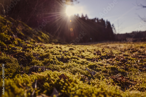 Moss grass and last leaves close-up in the forest with sun rays through the trees on a spring day