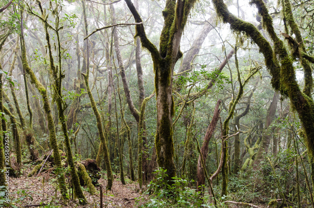 La Gomera: Fruchtbarer, grüner, feuchter Nebelwald mit Bäumen, Farnen und Moos :) La Gomera: Fruchtbarer, grüner, feuchter Nebelwald mit Bäumen, Farnen und Moos :)