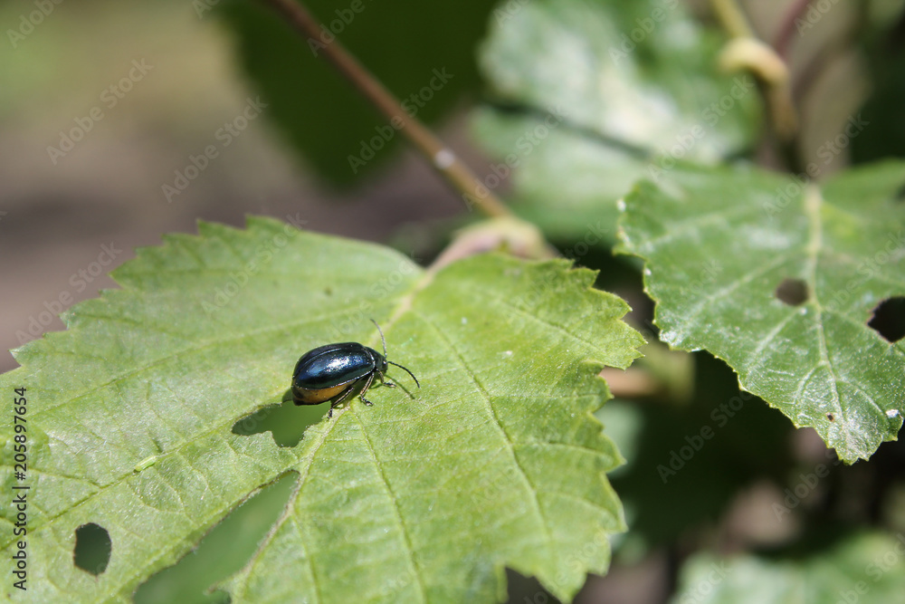 Adult alder leaf beetle or Agelastica alni on green leaf of grey alder (Alnus incana) Adult alder leaf beetle or Agelastica alni on green leaf of grey alder (Alnus incana)