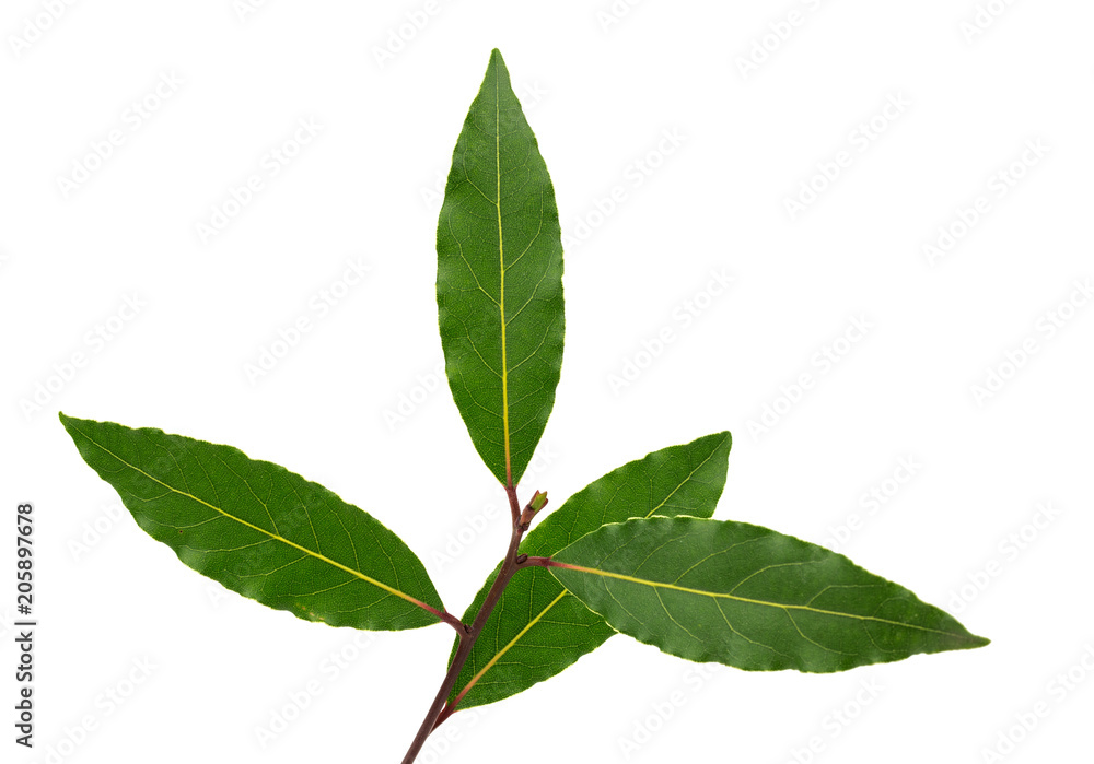Naklejka premium laurel leaves on a white background