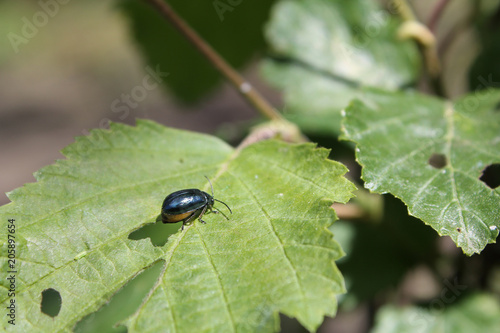Adult alder leaf beetle or Agelastica alni on green leaf of grey alder (Alnus incana)